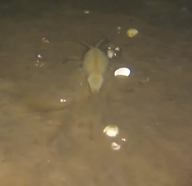 Jūras grēvis (Saduria entomon)